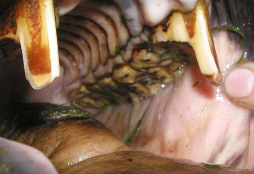 Dette er en lille shetlandspony med voldsomme tandkroge. De to kroge gik ned i tandkødet i undermunden og lavede sår.